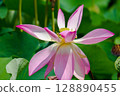 華麗的蓮花 128890455