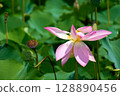 華麗的蓮花 128890456