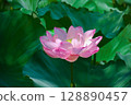可愛的蓮花 128890457