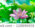 明亮的哈斯花 128890458