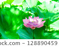 蓮花充滿光芒 128890459