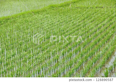 Rural landscape Rural landscape 128890587