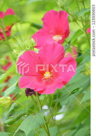 泰坦諾比克斯紅花 128890603