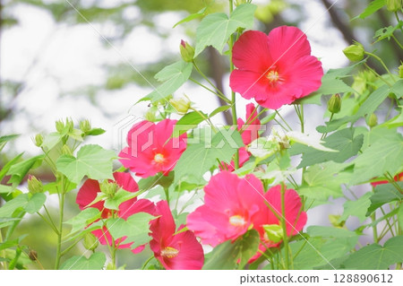 紅花,Titanobicus 盛開 紅花,Titanobicus 盛開 128890612