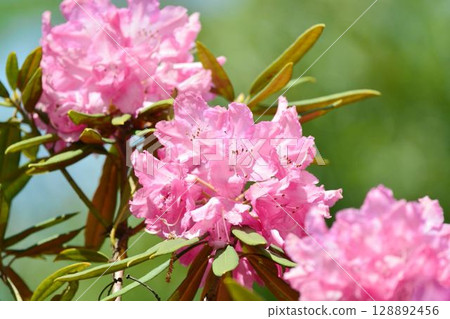 Kanehana in full bloom 128892456