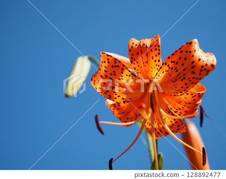 百合花在藍天下閃閃發光 百合花在藍天下閃閃發光 128892477