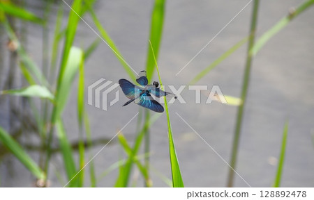 蝴蝶蜻蜓在水邊閃閃發光 128892478