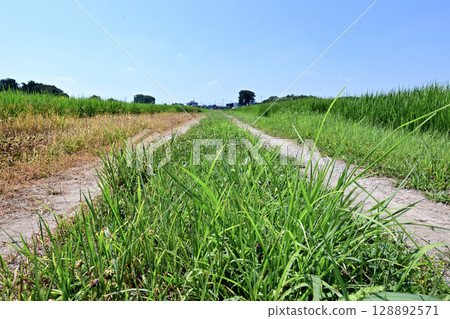 Japanese Rural Scenery: Walking along the rice paddy paths 128892571