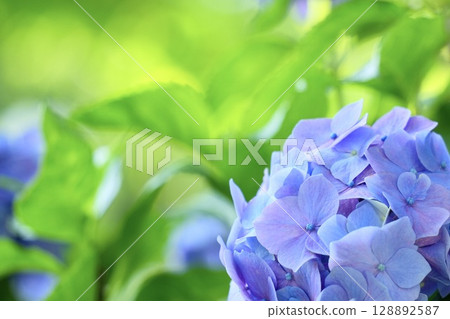 Cute light purple hydrangea flowers, bokeh Cute light purple hydrangea flowers, bokeh 128892587