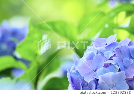 Cute light purple hydrangea flowers, bokeh Cute light purple hydrangea flowers, bokeh 128892588