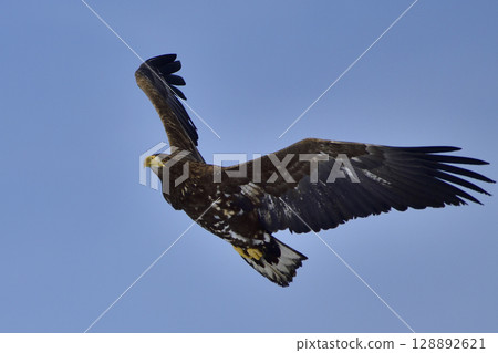 白尾鷹幼鳥飛行 128892621