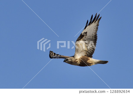 Flight of snout 128892634