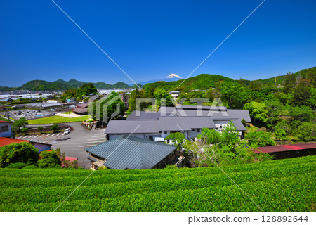 中部地區，韭山反射爐，從靜岡縣伊豆之國市茶園看到的反射爐和富士山的照片（1） 128892644