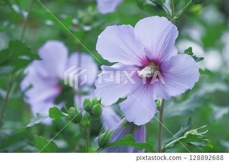 芙蓉花 紫色 木槿花 藍色 緞子 128892688