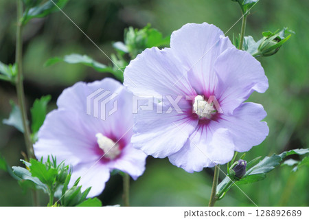 紫色花朵 木槿花 藍色緞帶 128892689