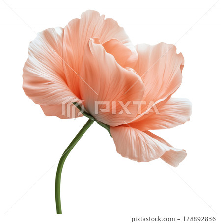 Pink Flower 128892836