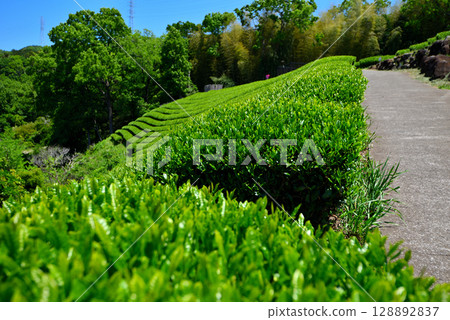 靜岡縣伊豆之國市中部地區的韭山反射爐及物產中心的觀景台，可欣賞富士山和茶園反射爐的壯麗景色（1） 128892837