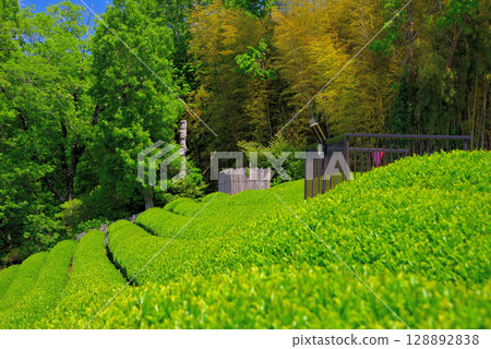 靜岡縣伊豆之國市中部地區的韭山反射爐及物產中心的觀景台,可欣賞富士山和茶園反射爐的壯麗景色(2) 靜岡縣伊豆之國市中部地區的韭山反射爐及物產中心的觀景台,可欣賞富士山和茶園反射爐的壯麗景色(2) 128892838