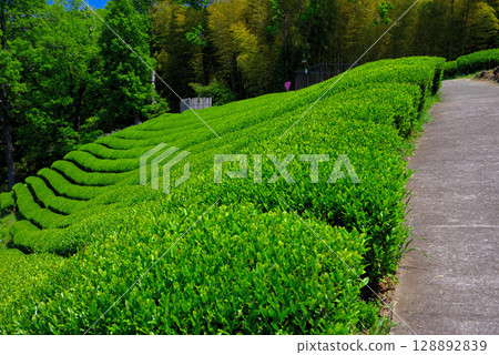 An observation deck where you can enjoy a spectacular view of Mt. Fuji and the reverberatory furnaces in the tea fields of the Nirayama Reverberatory Furnace and Products Center in the Chubu region, Izunokuni City, Shizuoka Prefecture (3) 128892839