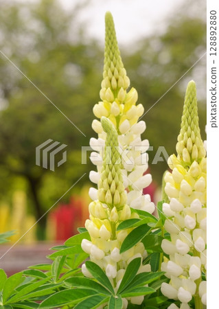 白花羽扇豆 128892880