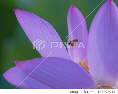 A bee flying around a lotus flower 128892959