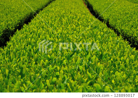 Chubu region, Nirayama reverberatory furnace, tea producing region, image of tea fields in Shizuoka prefecture, Japan's pride and joy, Izunokuni city, Shizuoka prefecture (7) 128893017