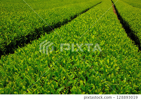 中部地區，韭山反射爐，茶葉產地，靜岡縣茶園形象，日本的驕傲，靜岡縣伊豆之國市（9） 128893019