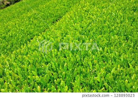 Chubu region, Nirayama reverberatory furnace, tea producing region, image of tea fields in Shizuoka prefecture, Japan's pride and joy, Izunokuni city, Shizuoka prefecture (13) Chubu region, Nirayama reverberatory furnace, tea producing region, image of tea fields in Shizuoka prefecture, Japan's pride and joy, Izunokuni city, Shizuoka prefecture (13) 128893023