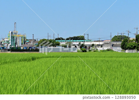 Summer in Japan: Green rice, rural industrial complexes, and the Tohoku Shinkansen Summer in Japan: Green rice, rural industrial complexes, and the Tohoku Shinkansen 128893050