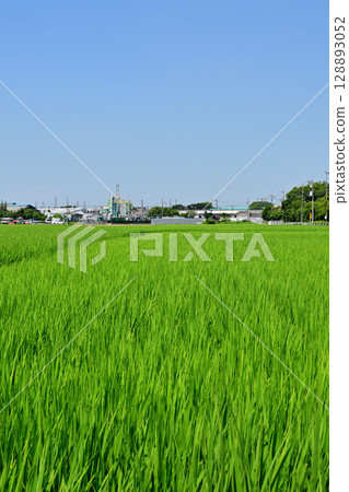 Summer in Japan: Green rice, industrial complexes in the countryside, and the Tohoku Shinkansen (distant view) 128893052