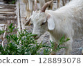 A small goat eats grass on a farm 128893078