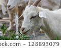 A close-up of the head of a young goat with horns eating grass 128893079