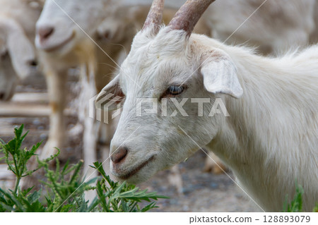A close-up of the head of a young goat with horns eating grass A close-up of the head of a young goat with horns eating grass 128893079