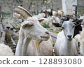 Close-up of goats among a herd on a farm 128893080