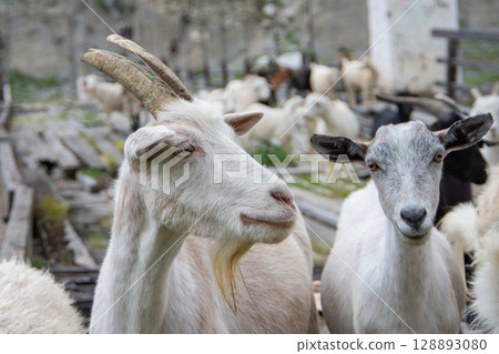 Close-up of goats among a herd on a farm 128893080