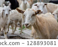Close-up of a young goat among a herd looking into the distance 128893081