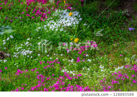 馬鞭草 馬鞭草 128893589