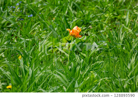 金蓮花 金蓮花 128893590