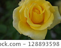 Vibrant yellow rose 128893598