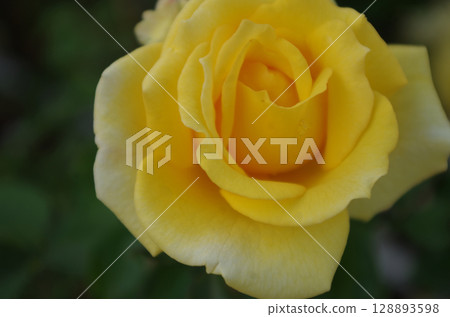 Vibrant yellow rose Vibrant yellow rose 128893598