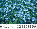 Nemophila flower fields that spread out like the blue sky 128893599