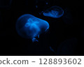 黑暗中漂浮的藍色水母 128893602