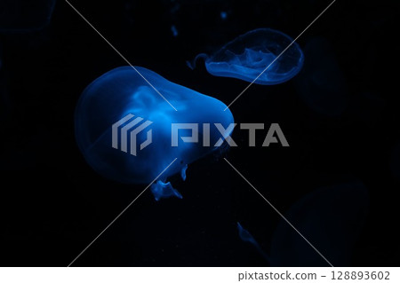 黑暗中漂浮的藍色水母 128893602