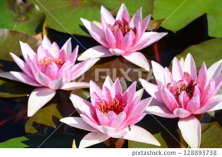 水產植物園水森 128893738