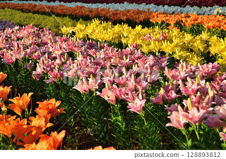 埼玉縣深谷市的Aqua Paradise Patio,早晨美麗的百合花盛開 埼玉縣深谷市的Aqua Paradise Patio,早晨美麗的百合花盛開 128893812