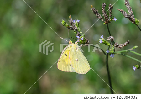 Monkicho吮吸花的蜂蜜 128894032