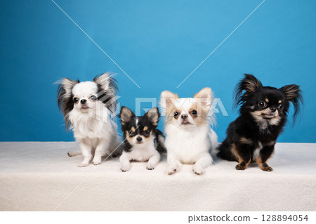 Blueback and four chihuahuas Blueback and four chihuahuas 128894054