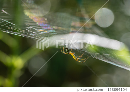 Leucauge bluff Leucauge bluff 128894104