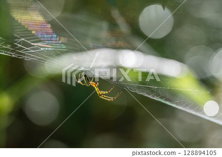 勒考格虛張聲勢 128894105