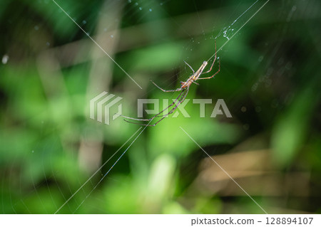 四葉草 四葉草 128894107